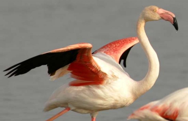 40 años del Parque Nacional de Doñana