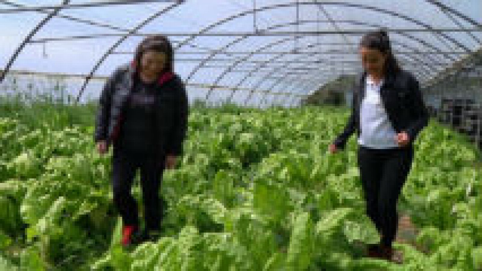 Verduras de primavera: guisantes lágrima 