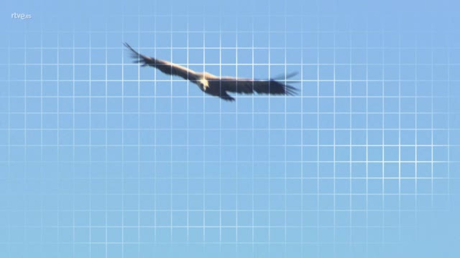 ¡Qué Animal! - Picos de Europa - Avance