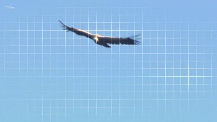 ¡Qué animal! - Picos de Europa - Avance