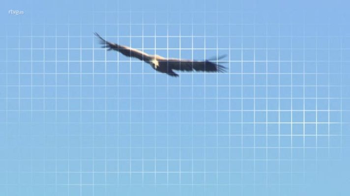 ¡Qué animal! - Picos de Europa - Avance