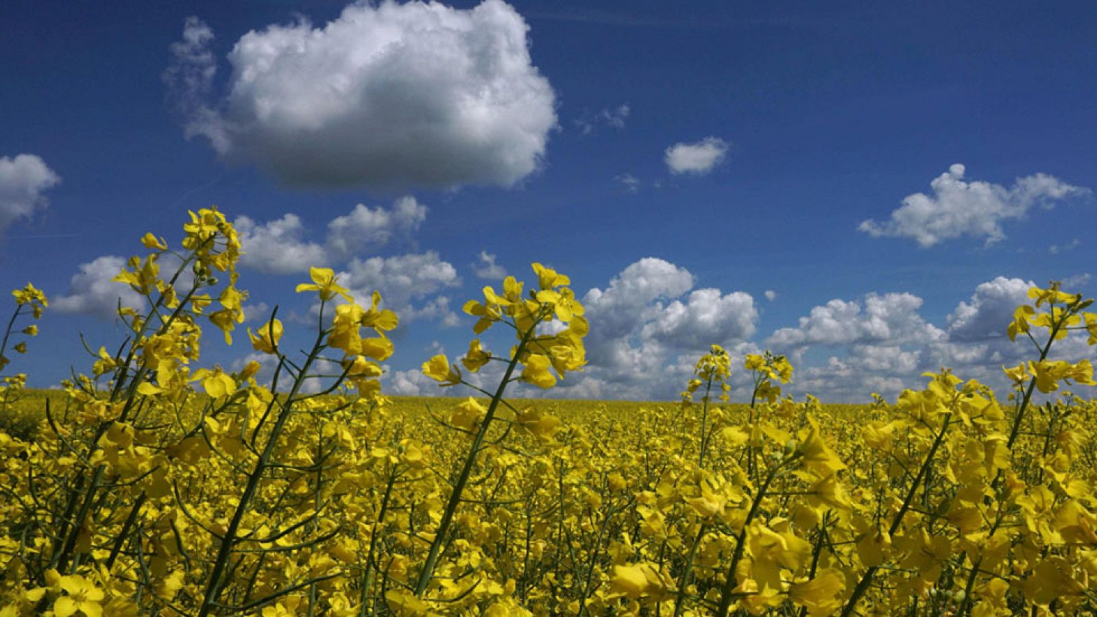 Baja el calor en el Mediterráneo
