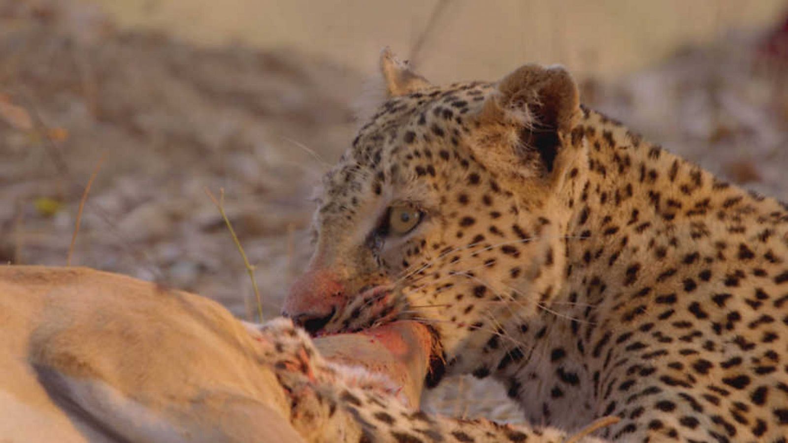 Grandes documentales - Cazadores de África: el leopardo hambriento