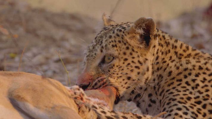 Cazadores de África: el leopardo hambriento