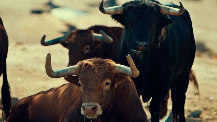 Somos Documentales - Toro