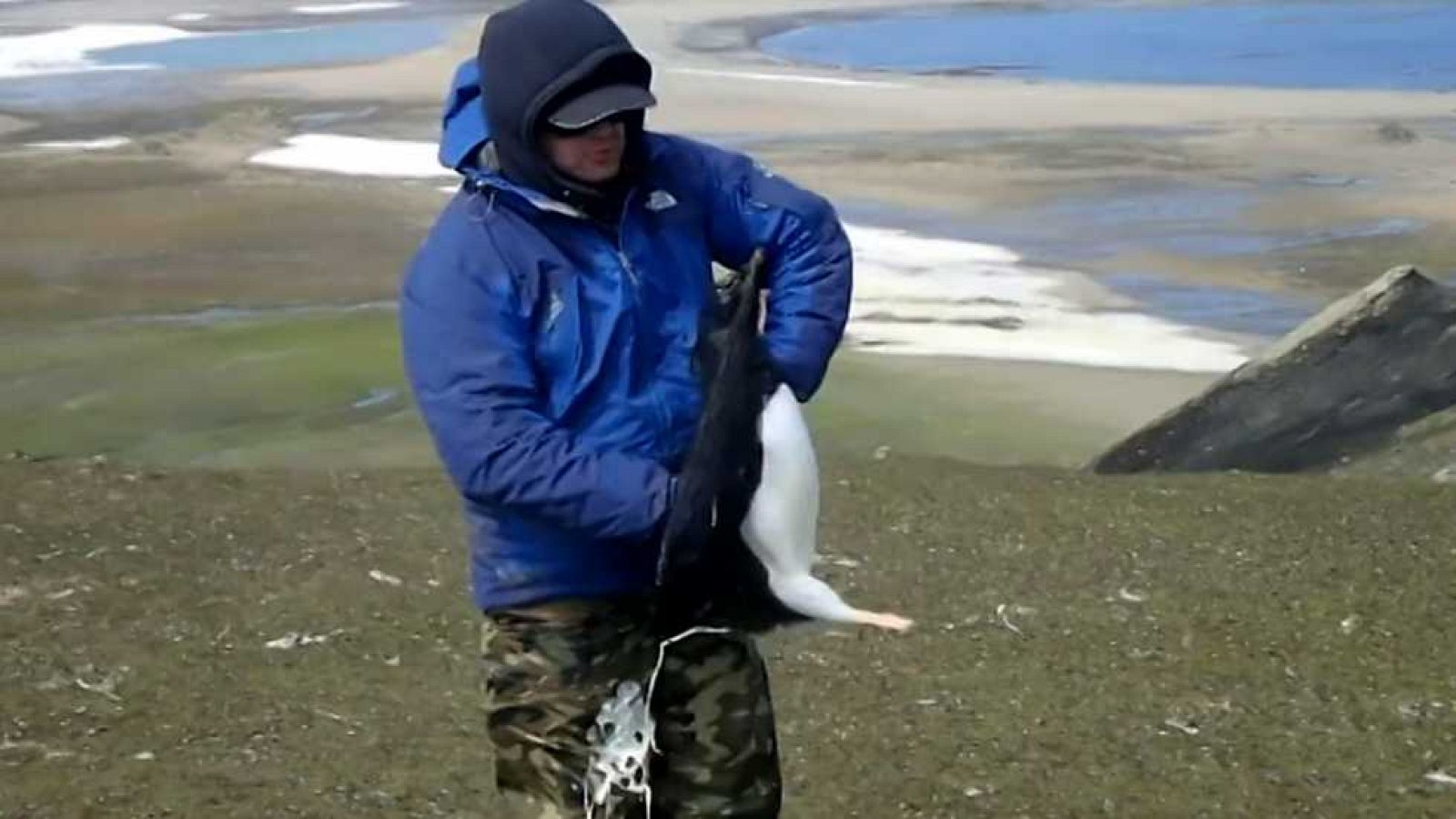 El escarabajo verde - Antártida. Capítulo 2: Hielo traslúcido - ver ahora