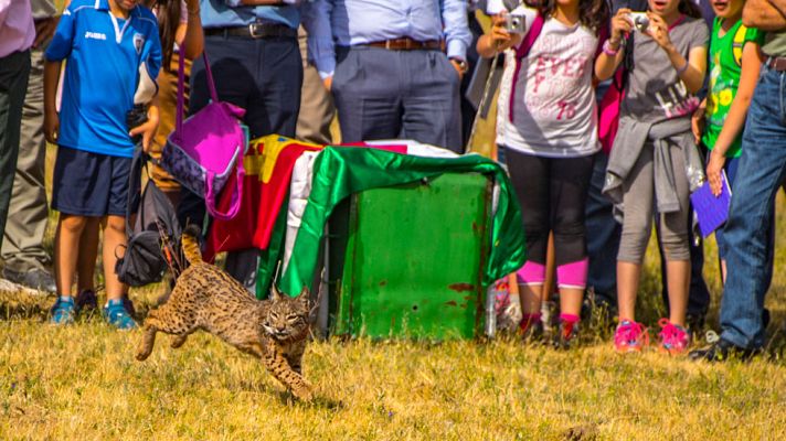 Telediario 1 - Un equipo de TVE ha visto de cerca cómo se cuida al lince
