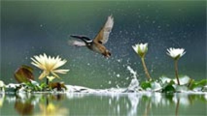 Telediario 1 - España tiene 143 especies de aves en un estado preocupante de conservación