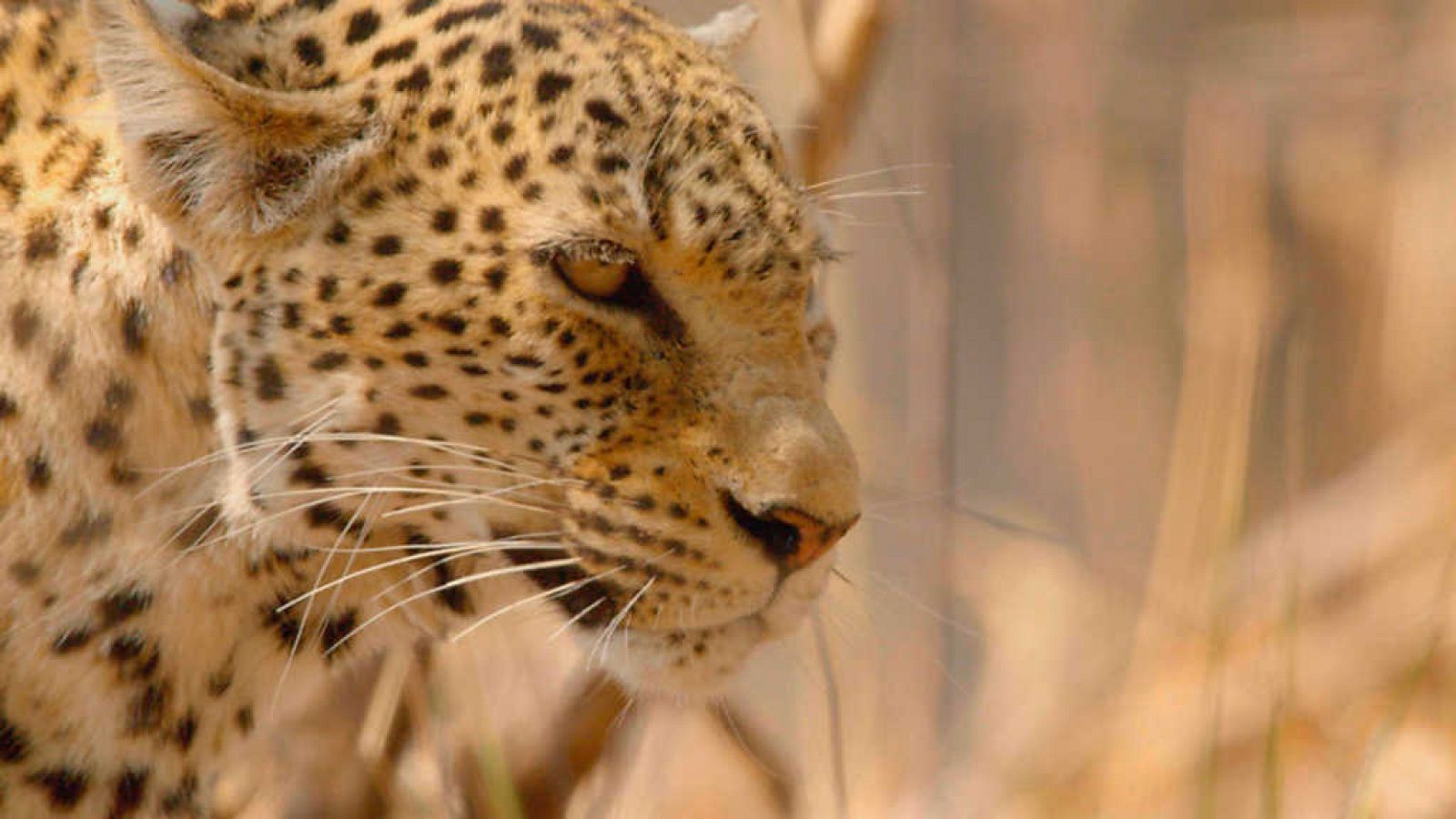 Grandes documentales - Cazadores de África: La última batalla del leopardo