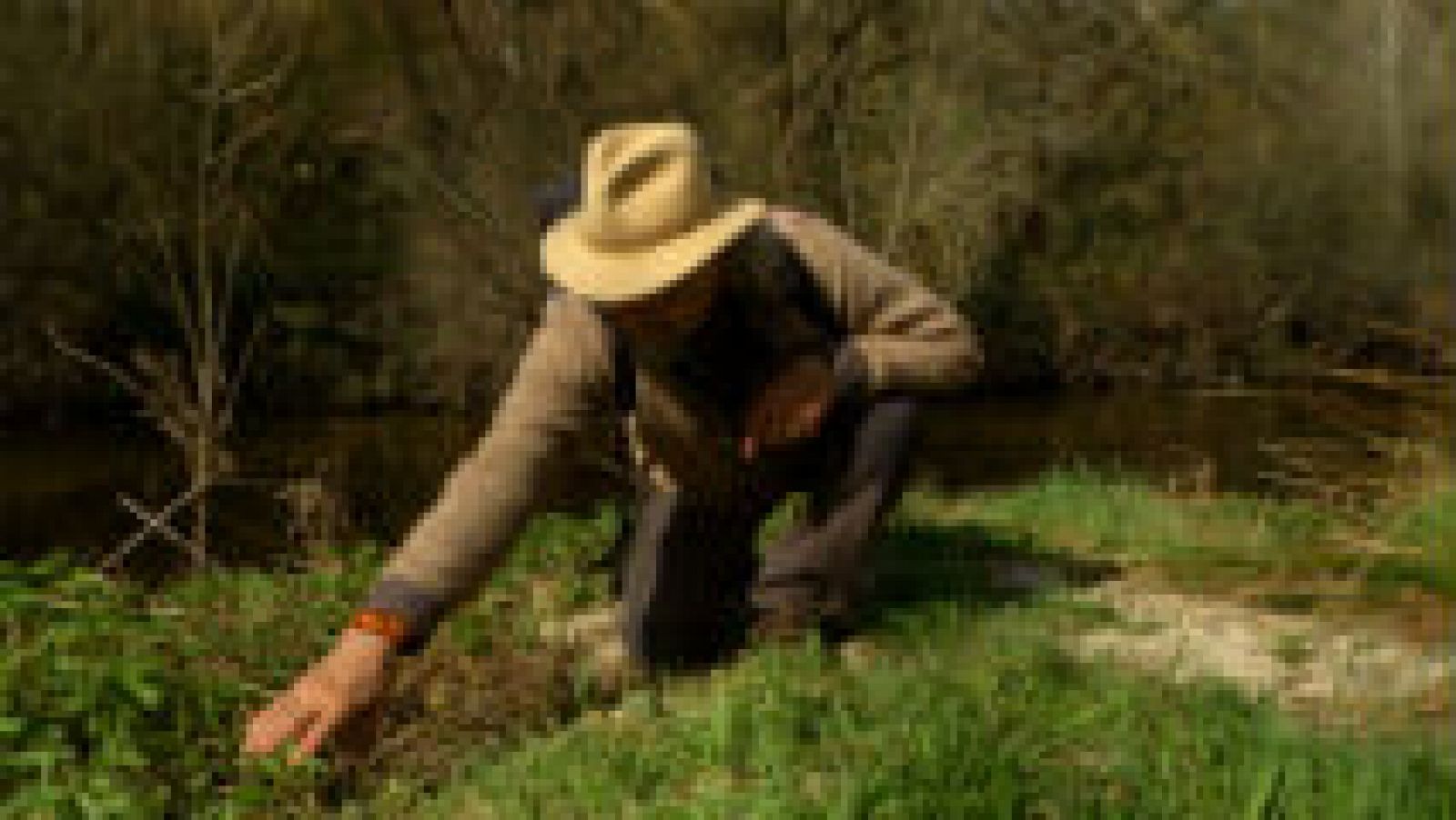 La familia de la menta