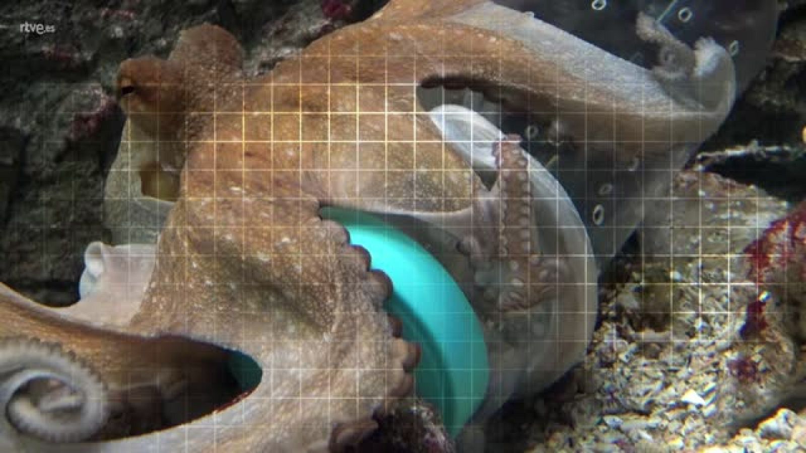 ¡Qué animal! - Las Islas Medas (Girona) - Avance