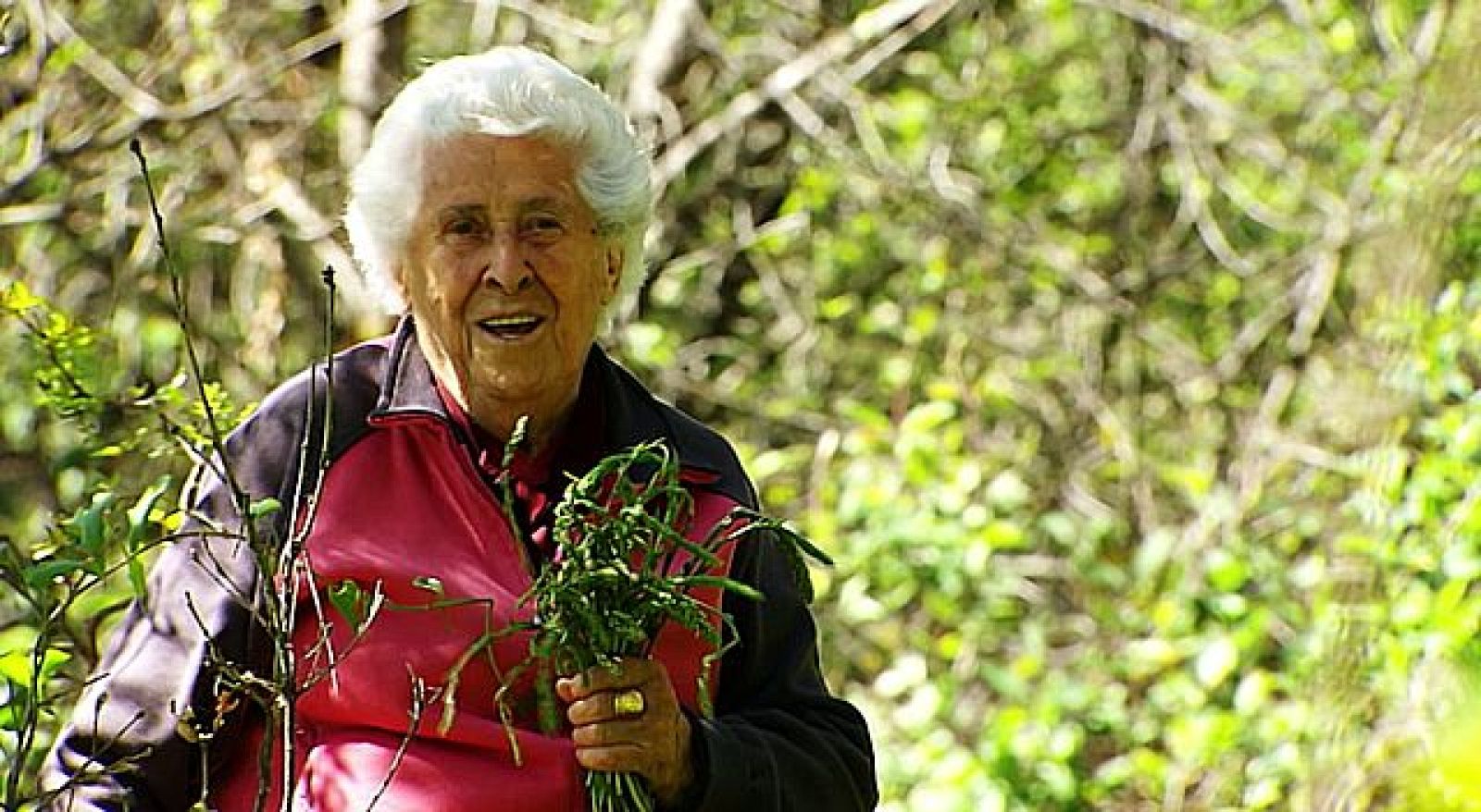 Plantas silvestres comestibles. Parte 1