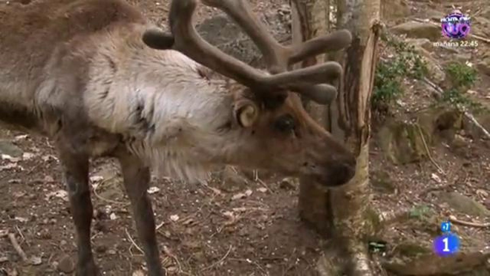 Comando Actualidad - Pedrafita de Jaca