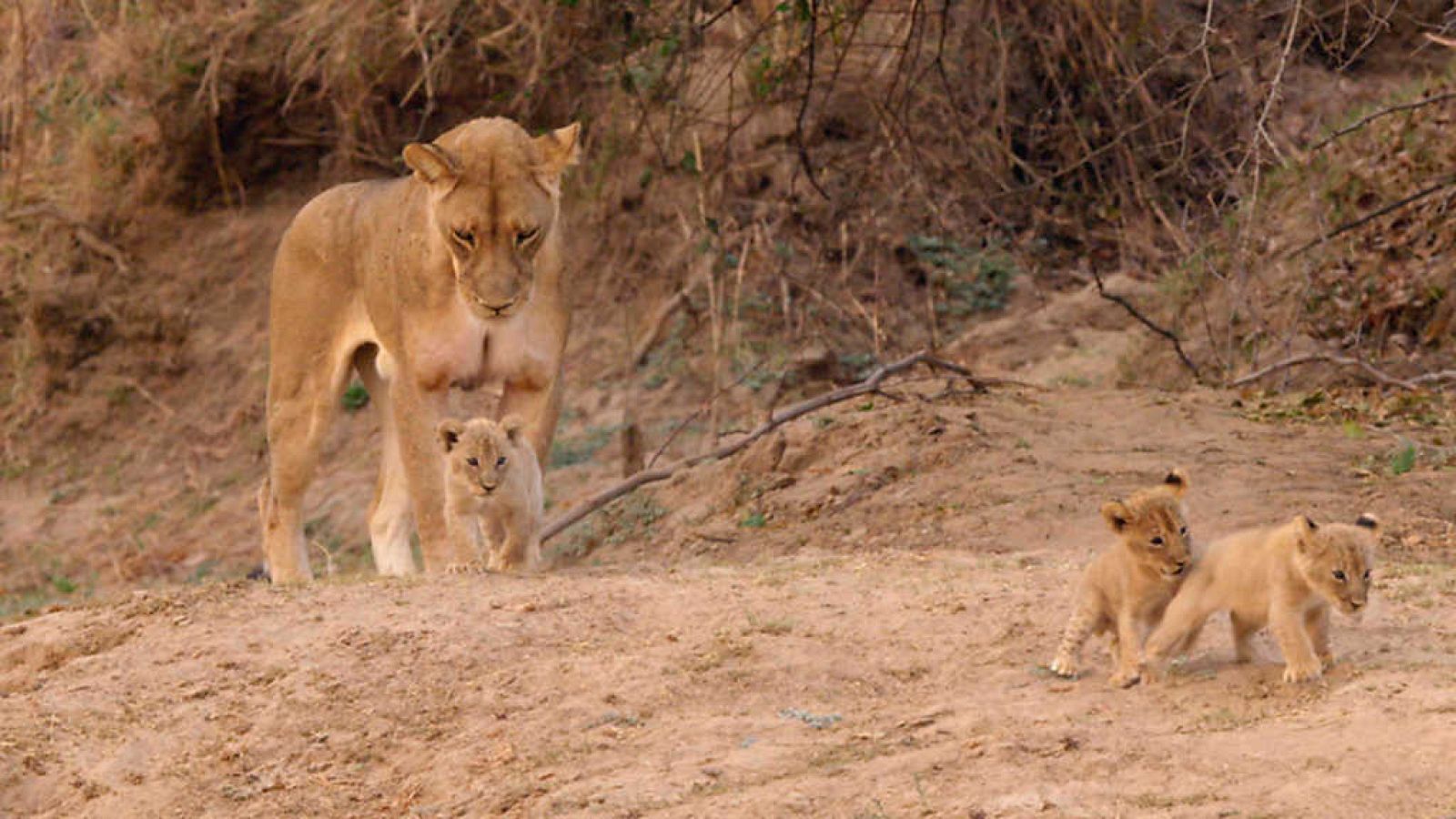 Grandes documentales - Cazadores de África: El inadaptado - ver ahora