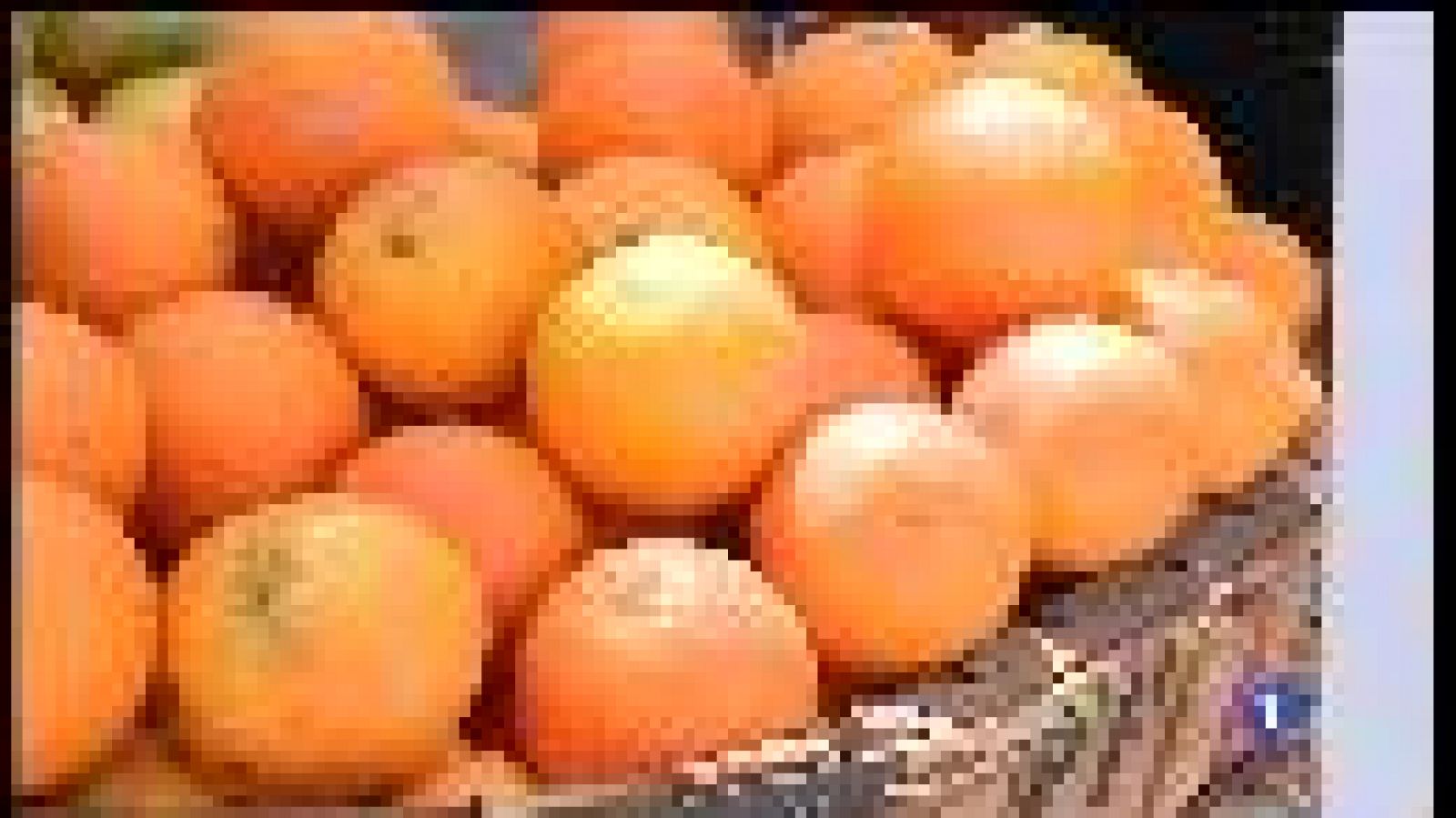 Replanten més de 1.800 tarongers nous a la vall de Sóller