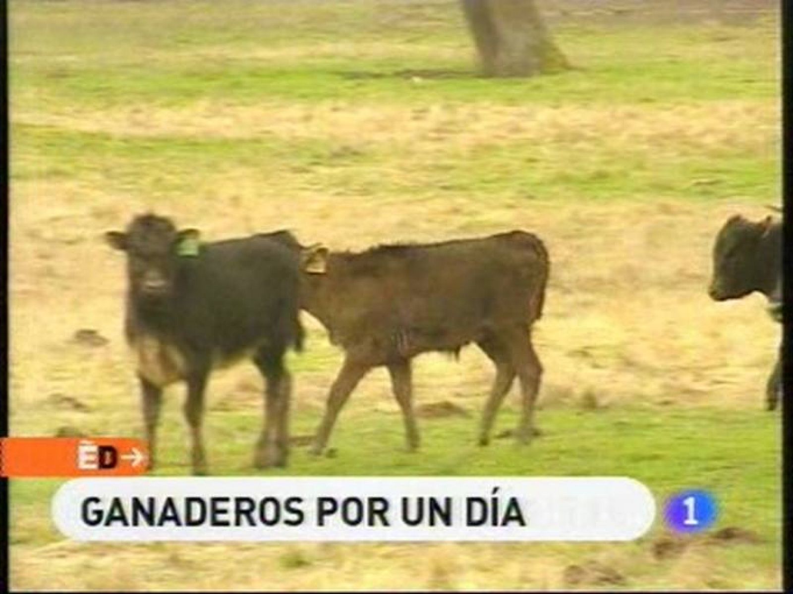 España Directo - Ganaderos por un día en Cabeza de Diego  Gómez | Ver