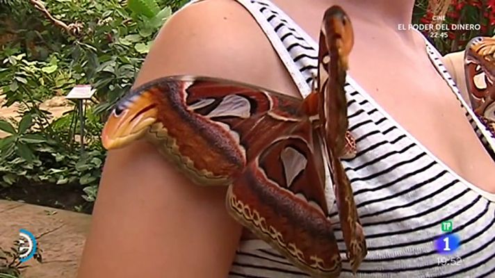 La mariposa más grande del mundo está en Benalmádena