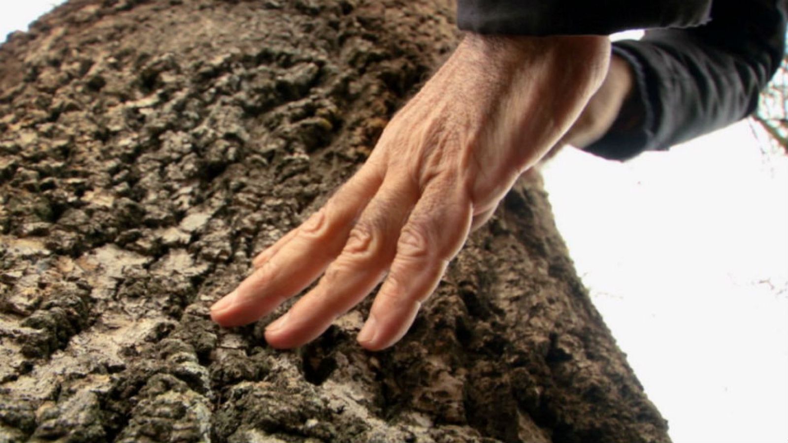 Fresno, árbol que nos ayuda