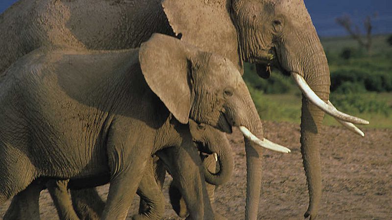 Grandes Parques Naturales de África - Episodio 1: Parque Nacional de los Elefantes de Addo - ver ahora