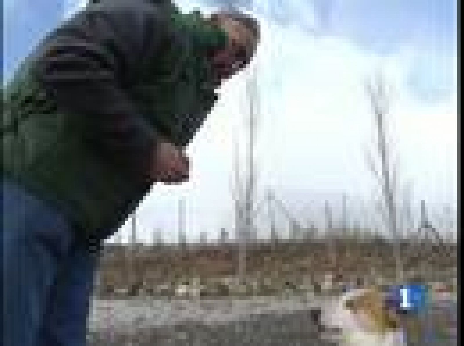 Hay animales convertidos en estrellas que llegan a cobrar hasta 1.000 euros por jornada de rodaje | Ver