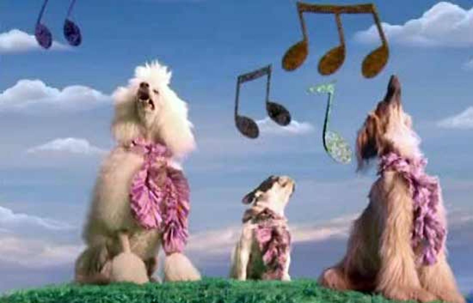 Hay animales convertidos en estrellas que llegan a cobrar hasta 1.000 euros por jornada de rodaje.