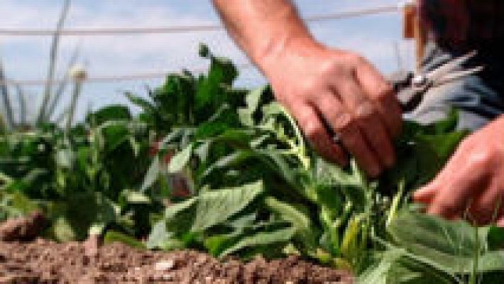 Aquí la Tierra - El mes de la espinaca