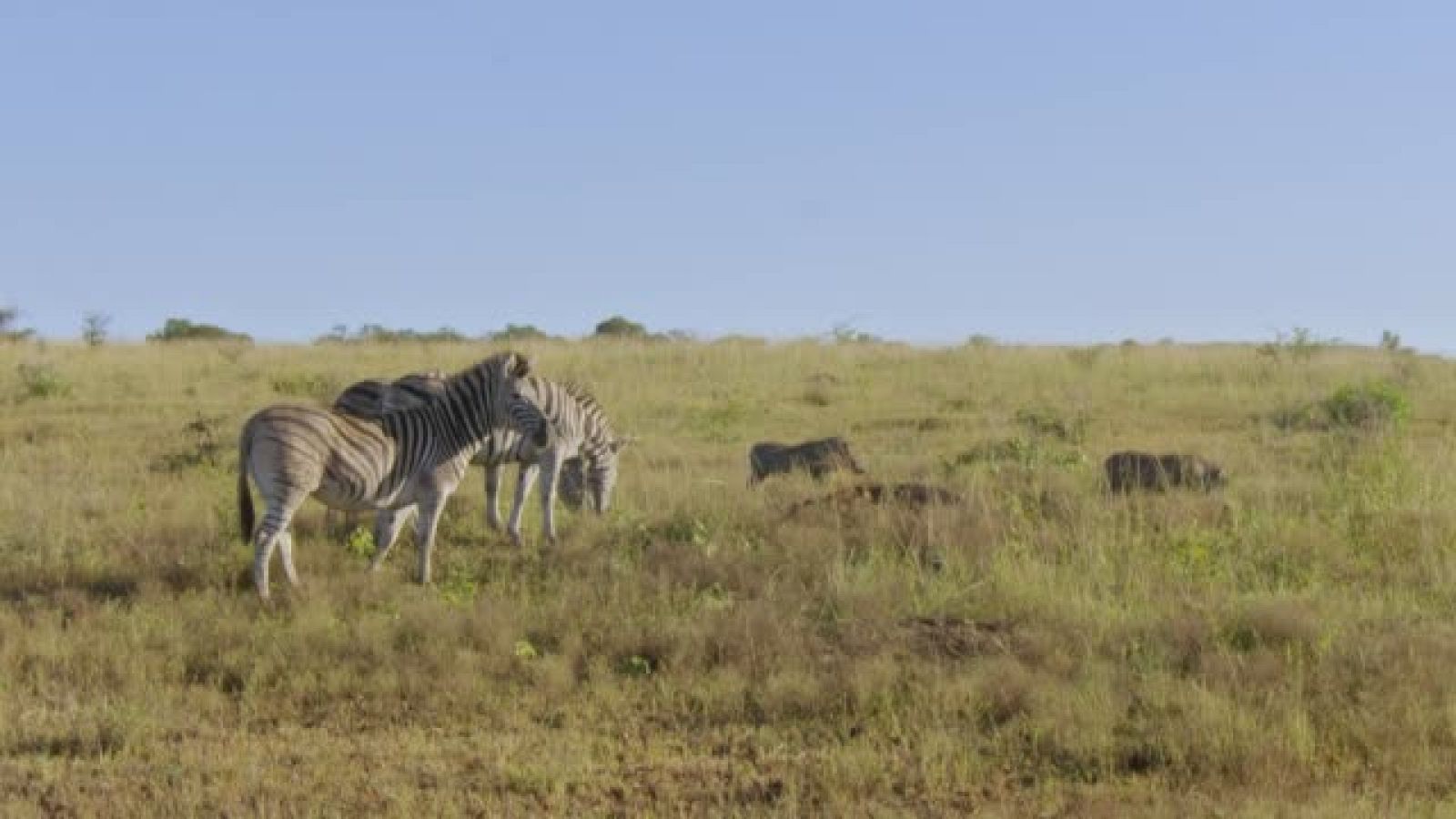 Grandes Parques Naturales de África - Episodio 3: Isimangaliso. El milagro - ver ahora