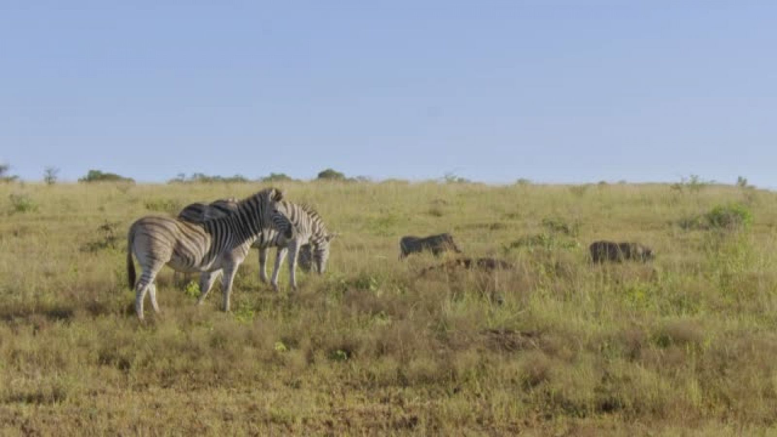 Episodio 3: Isimangaliso. El milagro - Grandes Parques Naturales de África