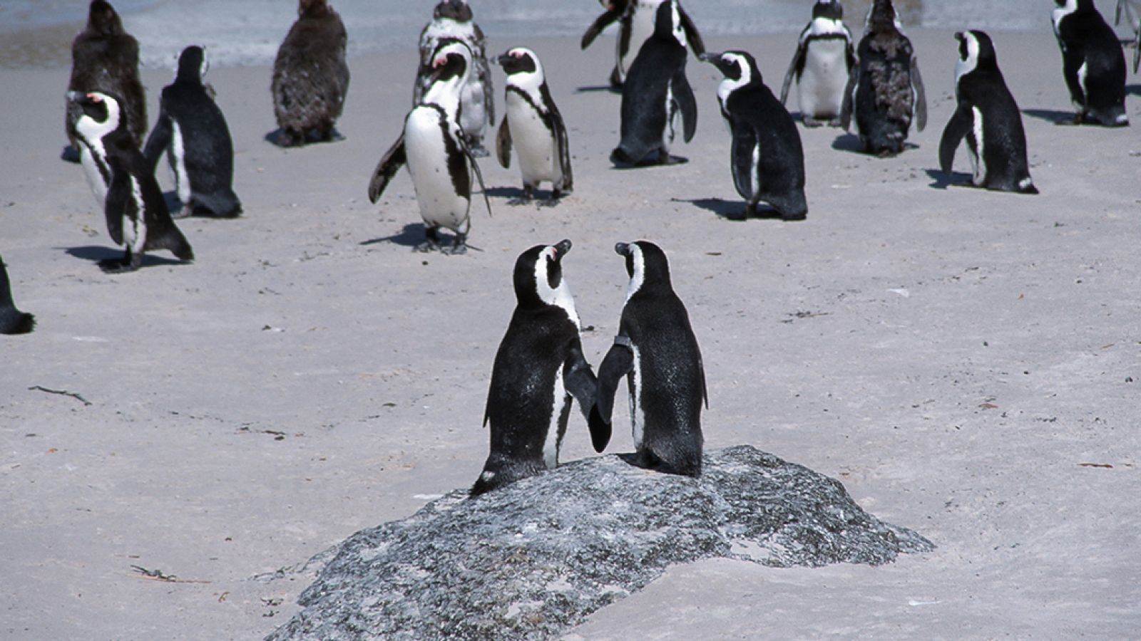 Grandes documentales - África salvaje: Pingüinos del Cabo