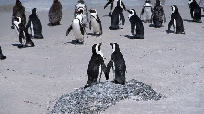 África salvaje: Pingüinos del Cabo