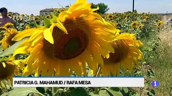  - Turistas Japonenes visitan campo de girasoles de Carmona, Sevilla