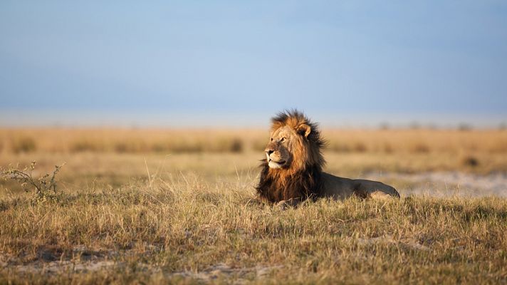 Grandes parques naturales de África - Parque transfronterizo de Kgalagadi