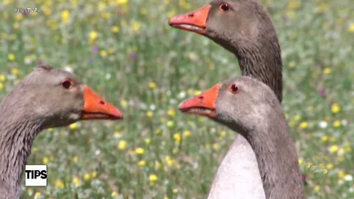 Tips - Tips - 06/06/17