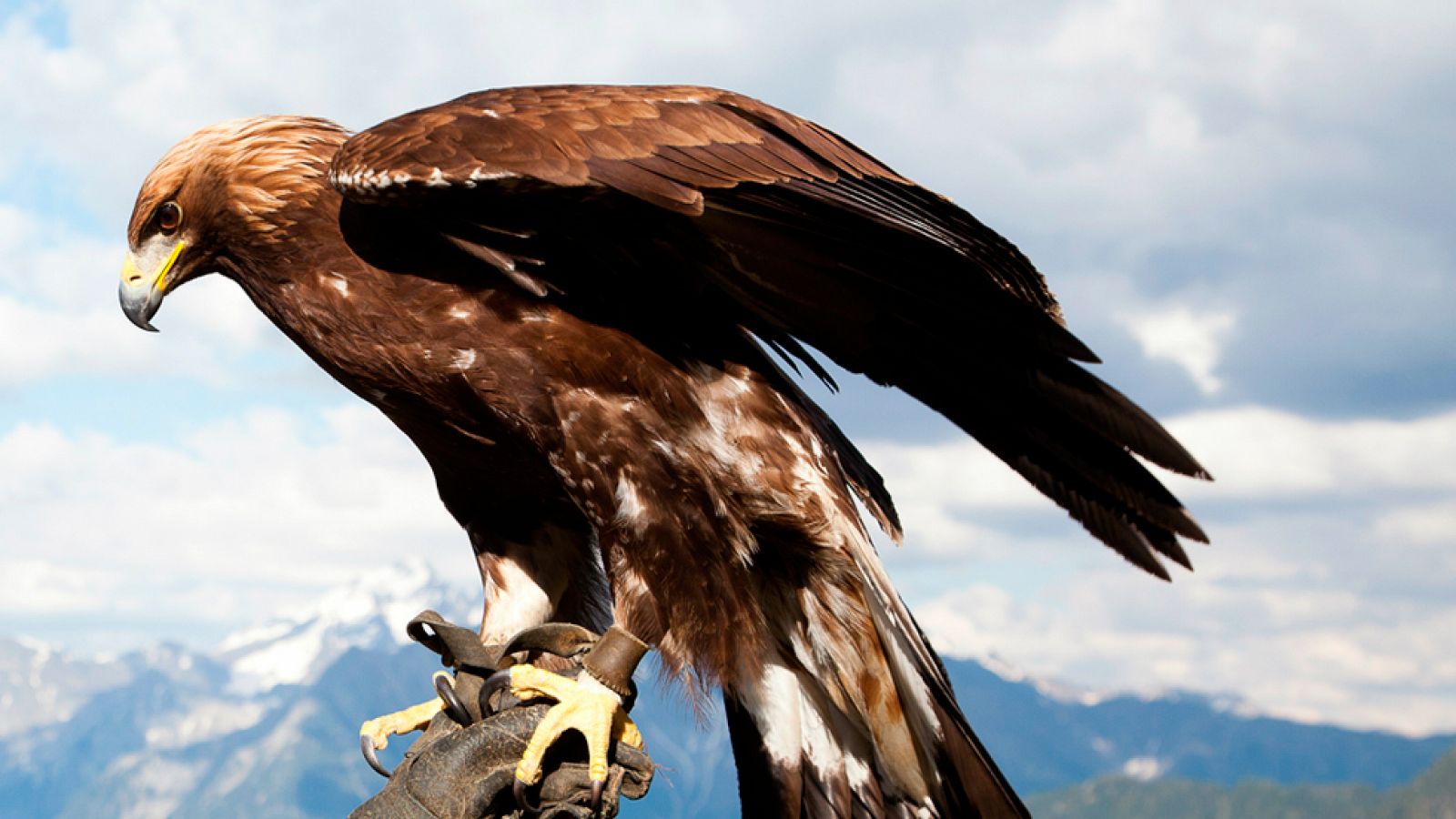 Así se rodaron las águilas volando en 'Hermanos del viento' | Ver