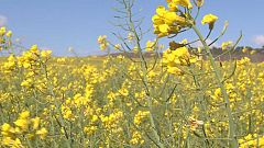 Comando actualidad - De flores y colza