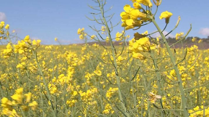 Comando Actualidad - De flores y colza