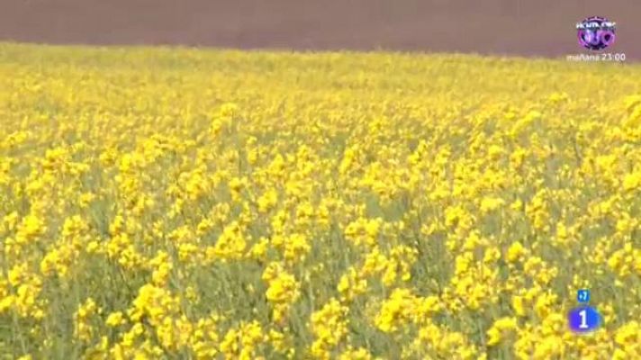 Comando Actualidad - Aceite de colza