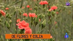 Comando Actualidad - De flores y colza - Los claveles de Chipiona