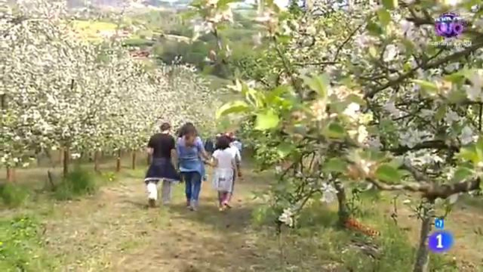Comando Actualidad - De flores y colza - La flor del manzano, en Asturias