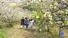 Comando Actualidad - De flores y colza - La flor del manzano, en Asturias