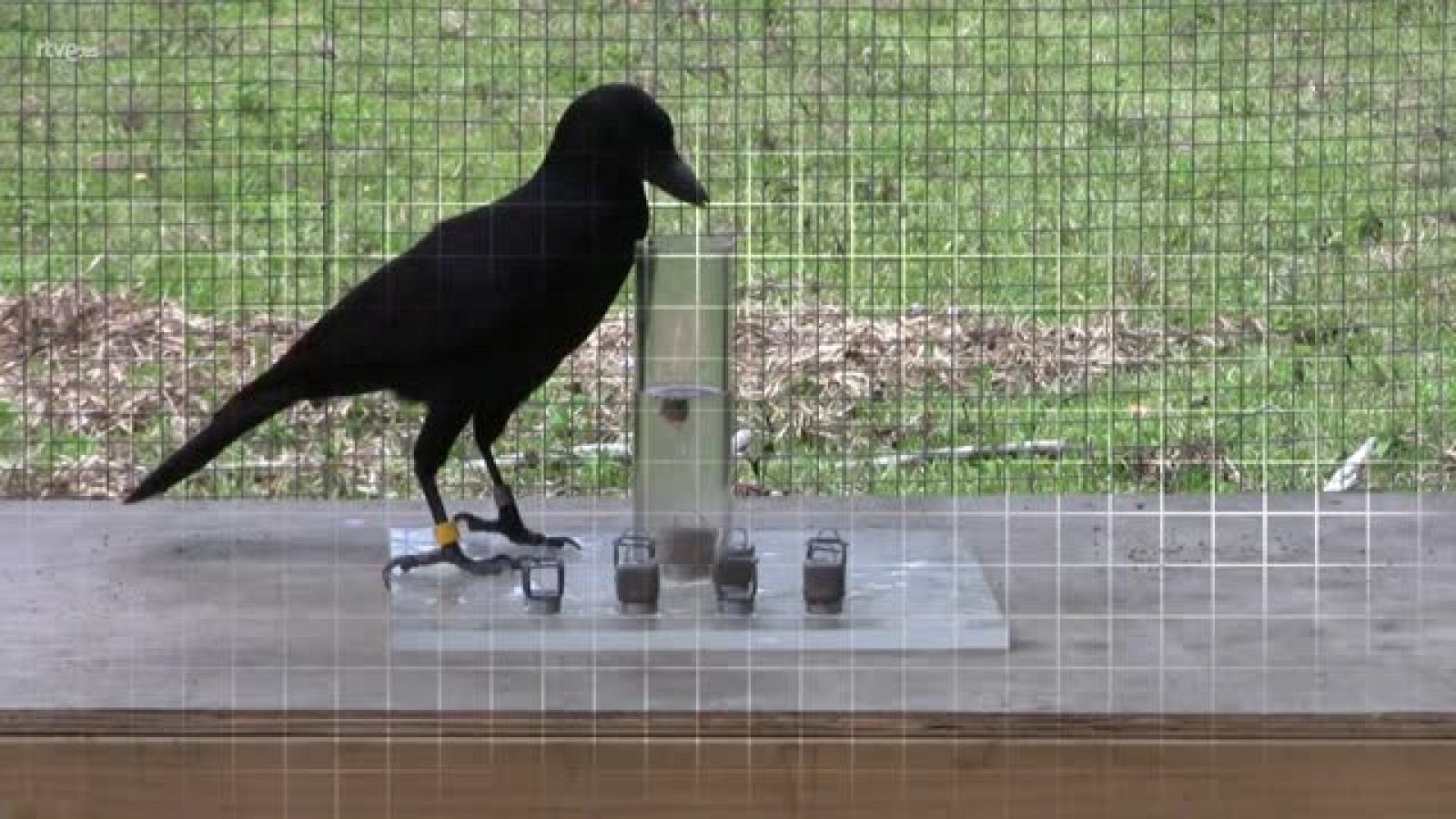 ¡Qué animal! -  El desierto de Tabernas (Almería) - Avance