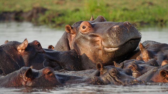 Chobe, tierra de aprendizaje