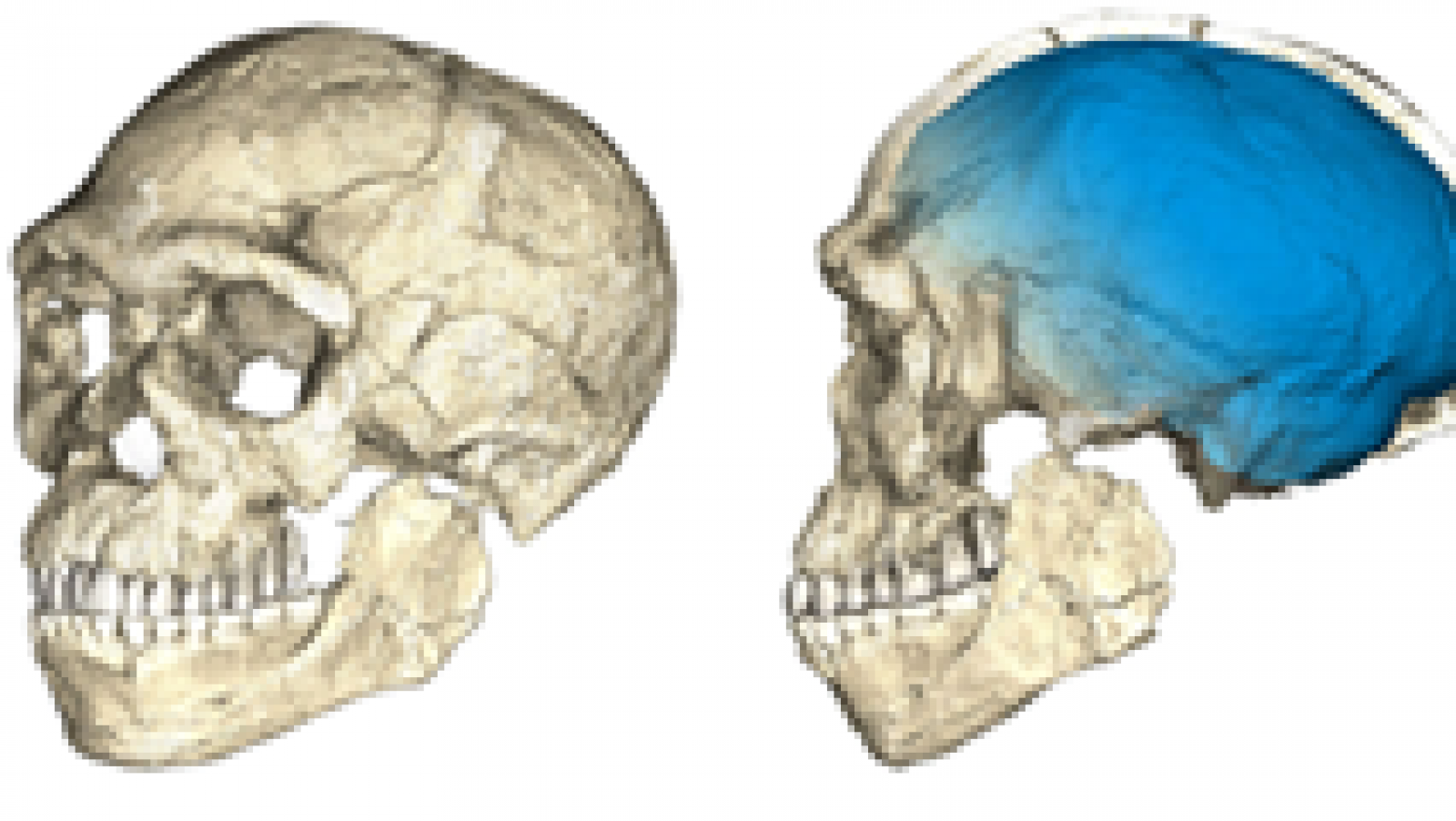 Los restos más antiguos conocidos de Homo Sapiens han sido hallados en un lugar de Marruecos llamado Yebel Irhoud, unos 150 kilómetros al oeste de Marrakech, según un estudio publicado en la revista especializada Nature. Este descubrimiento cambiaría