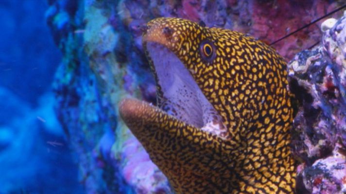 Telediario 1 - La Isla del Hierro podría albergar un parque nacional 100% marino