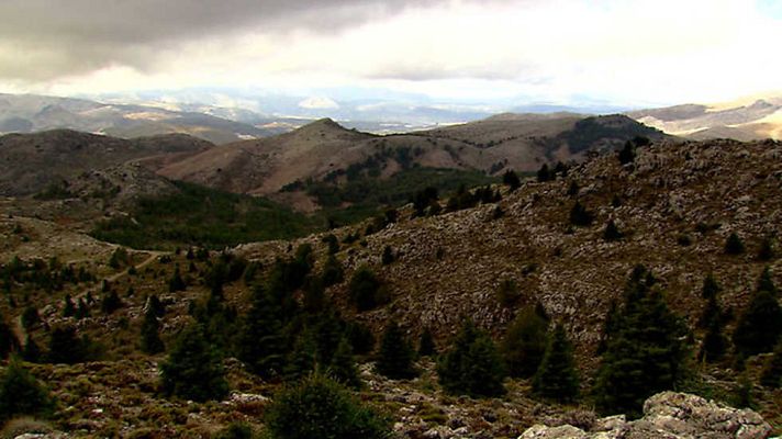 El escarabajo verde - Tierra del pinsapo
