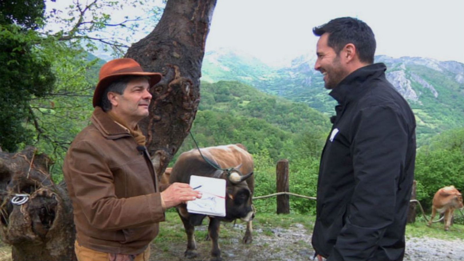 Conocemos a la vaca casina