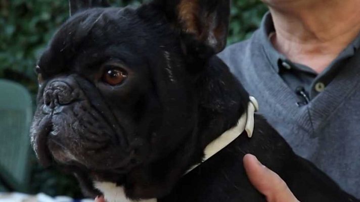 Más que perros y gatos - Capítulo 12