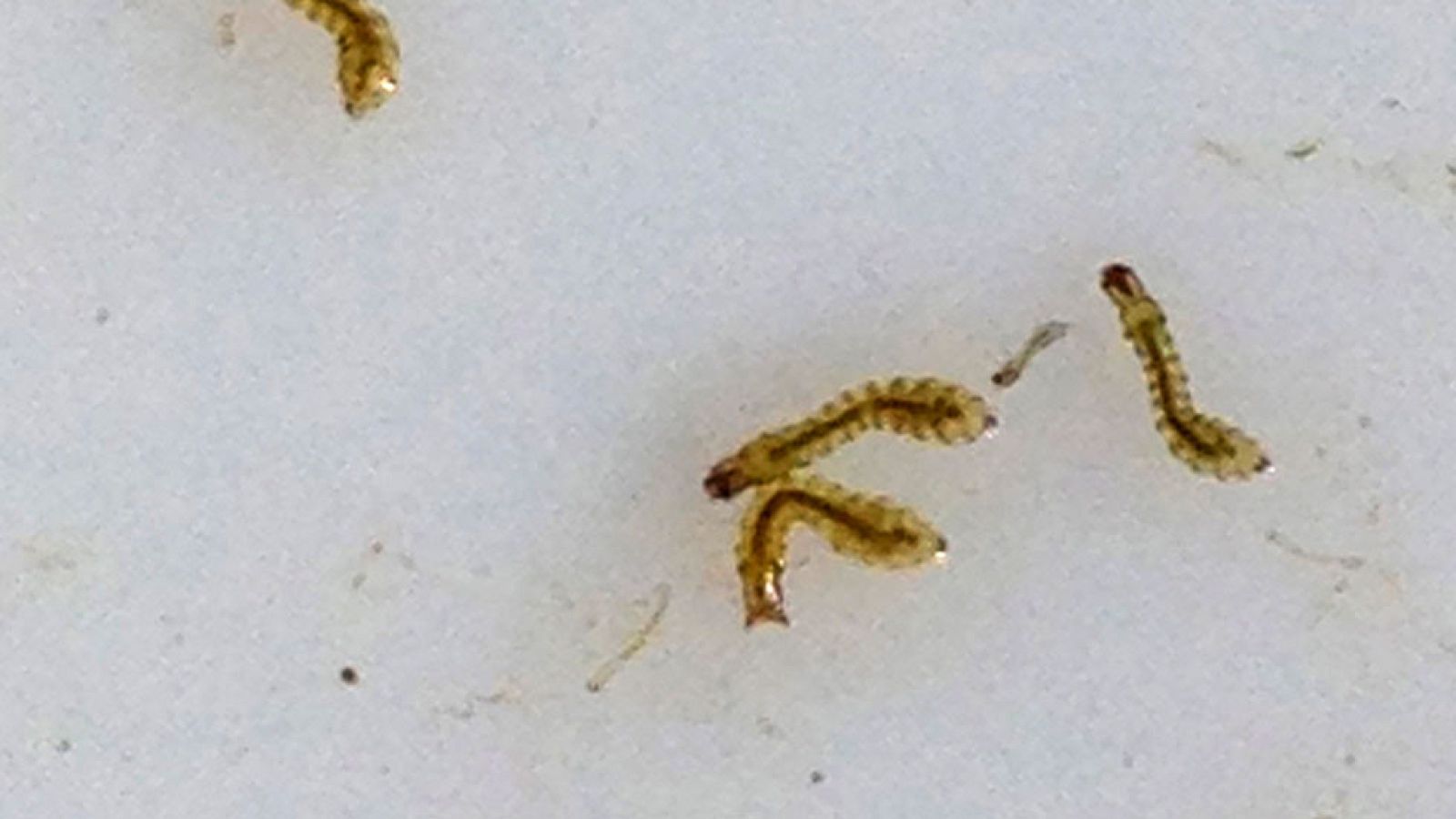 Municipios en alerta por una plaga de mosca negra