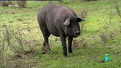 La Aventura del Saber. TVE. Sección 'El minuto gastronómico'. Los mejores jamones de España