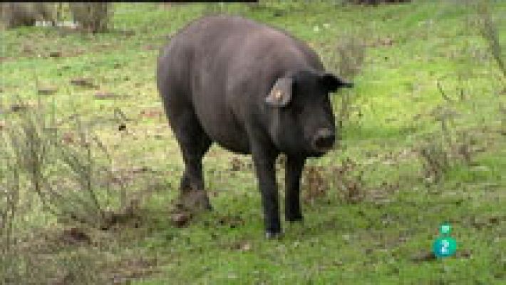 La aventura del Saber - Los mejores jamones de España